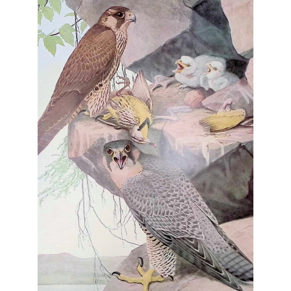 1936 Duck Hawk Peregrine Falcon Fuertes Bird Print Plate Vintage Wall Art Decor